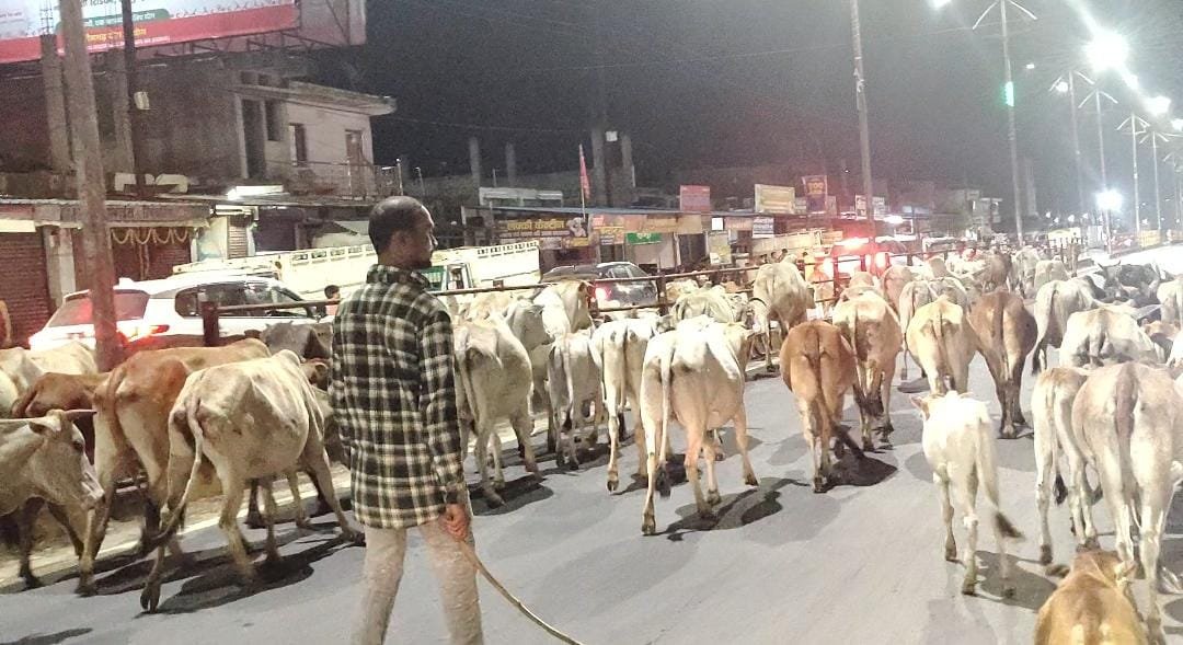 सूरजपुर पुलिस ने एनएच पर घुम रहे मवेशी के मालिकों के विरूद्ध की कार्यवाही