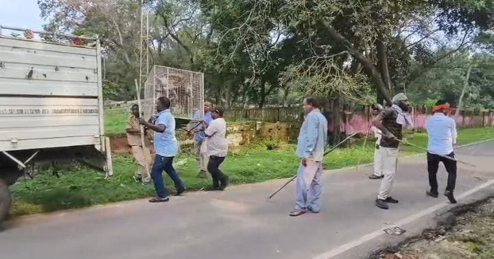 स्वास्थ्य मंत्री श्याम बिहारी जायसवाल के निर्देश पर चिरमिरी से उत्पाती बंदरों को किया जा रहा शिफ्ट।वन विभाग ने अब तक 35 बंदरों को सुरक्षित गुरुघासीदास टाइगर रिज़र्व में छोड़ा गया।